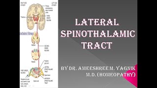 Lateral Spinothalamic Tract Situation Origin Course Termination function Effect of Lesion [upl. by Nosredneh]