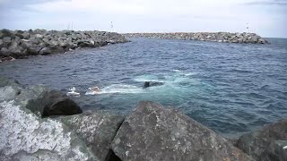 Body pulled from Lake Michigan near 31st Street Harbor CPD [upl. by Knowling405]