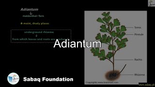 Adiantum Biology Lecture  Sabaqpk [upl. by Scrivens531]