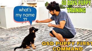 2 MONTHS OLD GSD PUPPY TRAINING MY GSD PUPPY FIRST COMMAND [upl. by Nnylsoj]