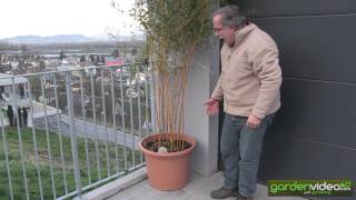 Bamboo  Phyllostachys aureosulcata in a pot [upl. by Arammahs]