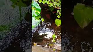 platy fish pond malayalam video [upl. by Lori204]