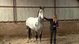 Training Dutch show jumper When Horses Choose by Mia Lykke Nielsen [upl. by Dustan]