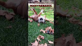 Rocky is doing great loving the sunshine grass and fall leaves ❤️U Bulldog puppyvideos [upl. by Anihsat]