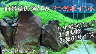 前景草を選ぶ時の３つのポイント！各品種ごとの特徴解説とADAアクアスカイRGB再入荷のお知らせ 2020年1月16日新入荷情報 select carpet plants in aquarium [upl. by Domineca]