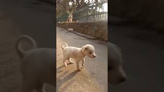 Doggo💞😘song bollywood music love movie like musicgenre yt doggo doglover cutie streetdog [upl. by Hasty907]