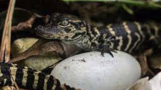 Baby Alligator calls sounds [upl. by Mclain]