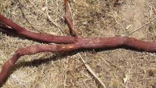 How to Cure Manzanita Branches [upl. by Ambrosia]