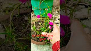 1000 khelne wali flower flowerbagwani plantlover viral  youtubeshorts 🌷🌷 [upl. by Lamberto]