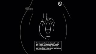 How to Draw the Anatropous Ovule PWEnglish Shorts [upl. by Ermin953]