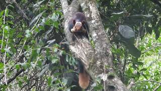 Malabar squirrel [upl. by Harlow]