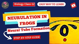 Neurulation in Frogs Formation of the Neural Tube Explained🌬️ Embryology Guide📚BioScience Guide [upl. by Ylrac]