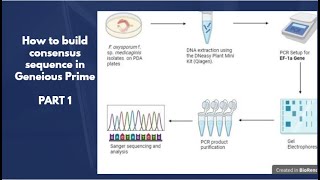 Building consensus sequence in Geneious Prime Part 1 DNA extraction PCR and Sanger sequencing [upl. by Draneb]