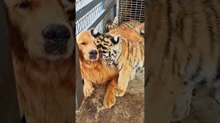 The most dangerous and safest golden retrievers animals shortvideo dog tiger [upl. by Isayg406]