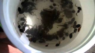 Tadpoles in bucket [upl. by Nagiem]