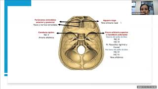 Anatomía de la Órbita Ocular [upl. by Ariel]