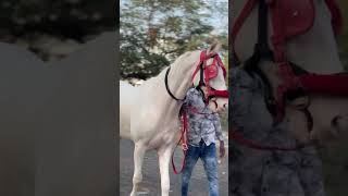 Paru bhai gora wala horse shortvideo [upl. by Thisbe267]