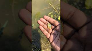 I helped 1 fish go home 🏠 Amazing fish 💯 shorts animals vairalvideo shakibshakil10 [upl. by Debarath624]