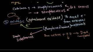 Catalase and oxidase tests [upl. by Amirak]