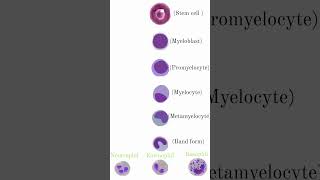 Granulocytes amp agranulocytes medical science trending viralshort youtube [upl. by Sirromad]