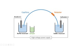 Capillary Electrophoresis Part 2 Instrumentation amp Electroosmotic Flow [upl. by Hughie]