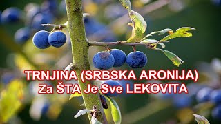 TRNJINA SRBSKA ARONIJA  Za ŠTA Je Sve LEKOVITA [upl. by Dearr]