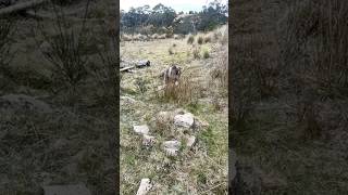 Blue Staffy Dog Walks 🐾 staffy dog aussie [upl. by Siugram777]