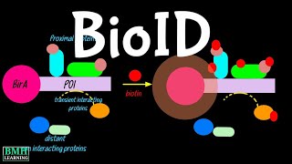 BioID  Proximal Labelling  Proximity Dependent Biotinylation   Proximity Ligation Assay [upl. by Nivad]