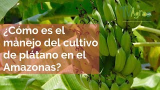 ¿Cómo es el manejo del cultivo de plátano en el Amazonas  TvAgro por Juan Gonzalo Angel [upl. by Adiehsar]