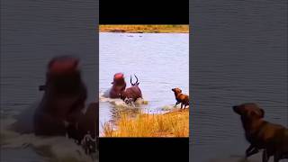 Trapped Between River Beasts and Land Predators shorts animals [upl. by Lowe]