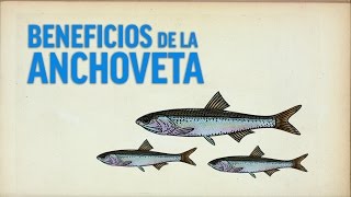 La anchoveta un pequeño pez con grandes beneficios [upl. by Whallon787]