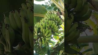 Bananatreeఅరటి చెట్టు banana అరటి tree fruitfulharvest farming nature love naturelovers [upl. by Onitselec]