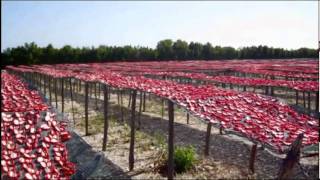 Nel cuore del Pomodoro La produzione dei pomodorini essiccati sottolio Pugliese [upl. by Naesad849]