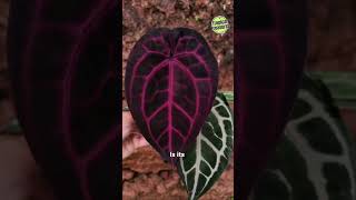 Anthurium Magnificum  Care amp Maintenance anthurium magnificum anthuriumcare anthuriummagnificum [upl. by Bibbie]