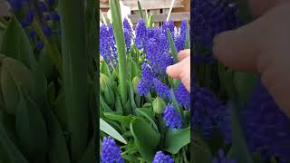 Theyre huge Muscari armeniacum gardeningforbeginners [upl. by Judus464]