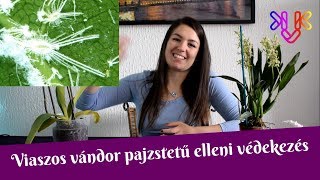 Orchidea kártevői  A viaszos vándor pajzstetű 1 rész [upl. by Berti460]