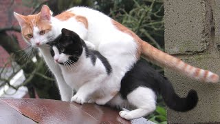 Amazing  Cats Jump At The Same Time Land On Top Of Each Other [upl. by Pega]