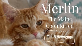 Merlin the Maine Coon Kitten 18 Weeks  WE LOVE SUMMERTIME [upl. by Newberry]