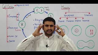 Ch 21 Lec 1 Cell Cycle Fsc Ch21 UrduHindi lecture MDCAT NEET NCERT Preparation By M Bilal Ch [upl. by Alvy310]