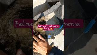 feline panleukopenia  kitten  vaccination  recovery  Dr Mirza Muhammad Imran [upl. by Tayib]