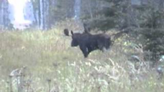 Alberta Canada Moose Hunting  Calling In A Moose amp The One That Got Away [upl. by Idner]