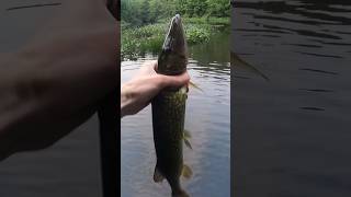 Chain Pickerel Catch [upl. by Soll]