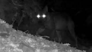 Lobo Ibérico Canis lupus signatus atraviesa el bosque sigilosamente a medianoche 251 [upl. by Nohshan979]