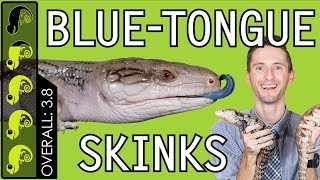 BlueTongued Skink The Best Pet Lizard [upl. by Lavro800]