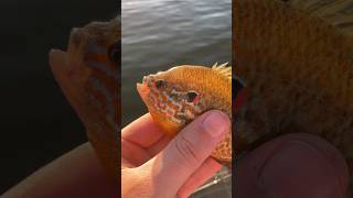 I Caught a Pretty Pumpkinseed [upl. by Ahsotal]