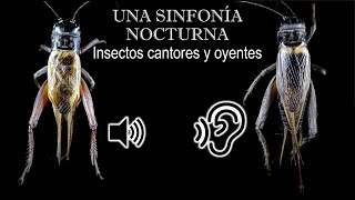 ENTOMOLOGÍA  Una Sinfonía Nocturna  El cómo los insectos cantan y escuchan [upl. by Ttezzil]