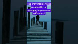 Where Does SelfControl Come From  Role of the Prefrontal CortexSelfControl prefrontalcortex [upl. by Clarise]