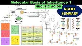 Nucleic acids  DNA vs RNA  Nucleotides  Phosphodiester bond  Nucleosides  Dr Ghanshyam Jangid [upl. by Greenes]