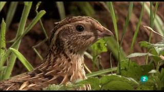 Grandes DocumentalesAlemania salvaje 2 Bosques [upl. by Crandall]