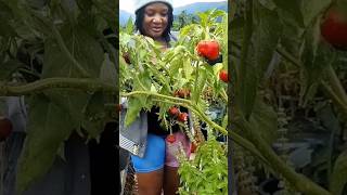 Poblano pepper harvest youtubeshorts short farming food home viral kitchen diy asmr [upl. by Eelegna]